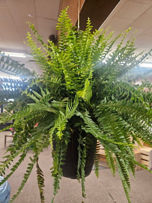 Boston Fern Hanging Basket