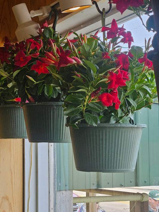 Mandevilla Hanging Basket