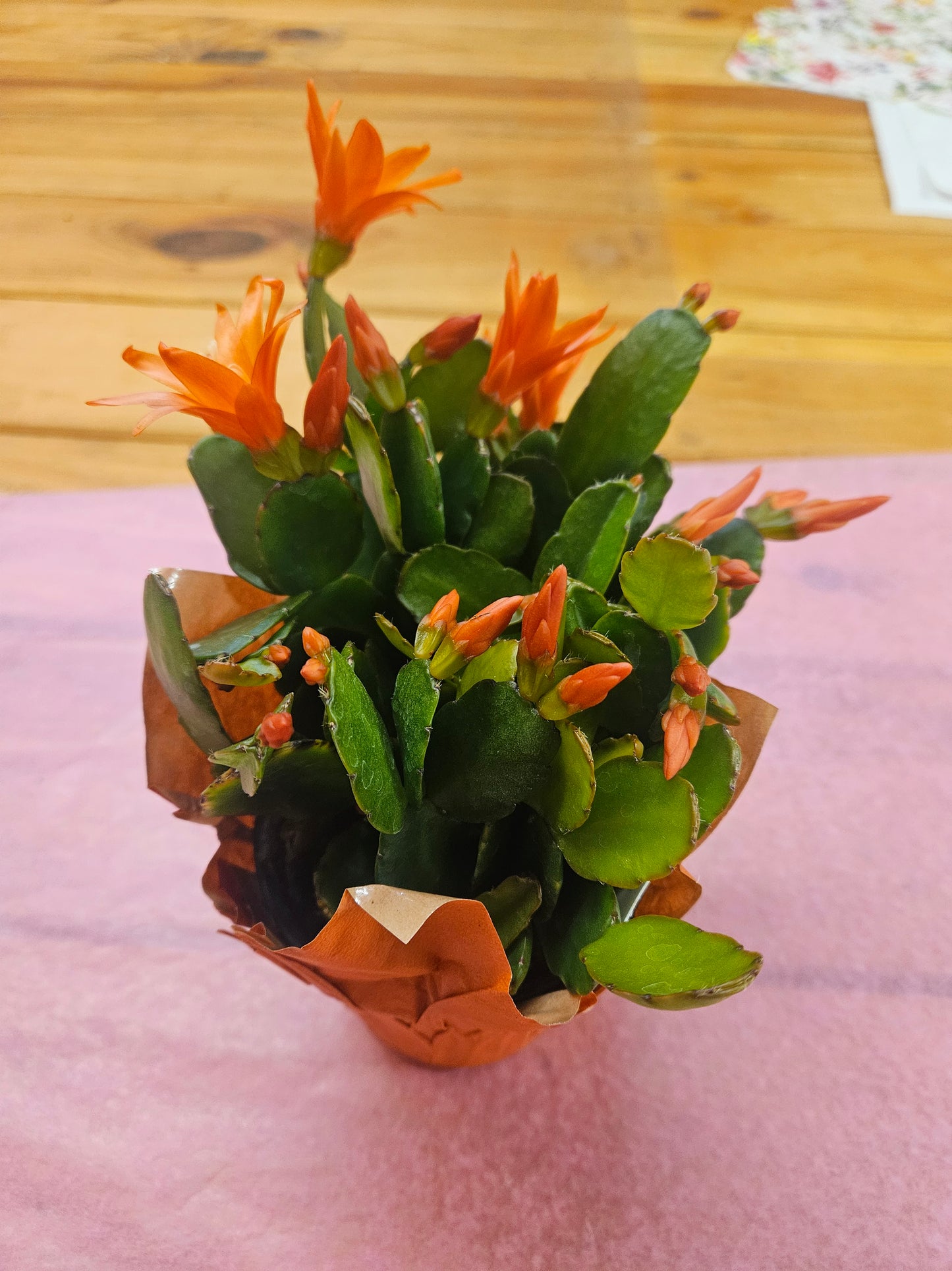 Blooming Plant