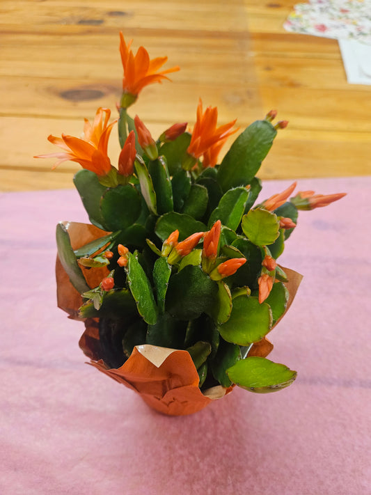 Blooming Plant