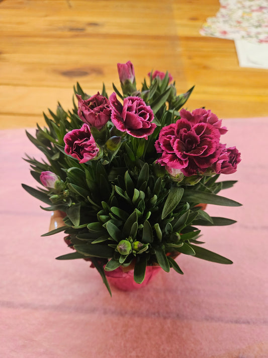Blooming Plant
