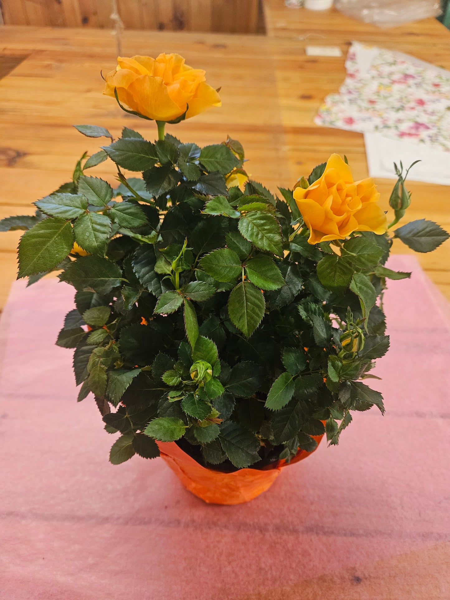 Blooming Plant