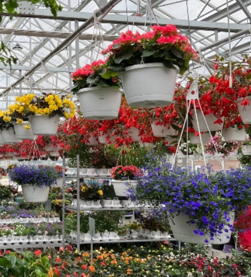 Hanging Basket