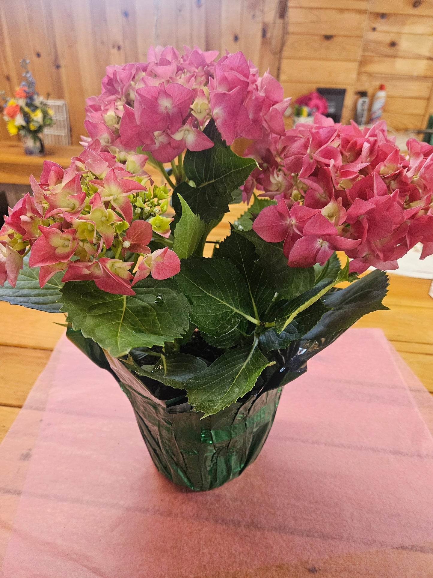 Indoor Hydrangea