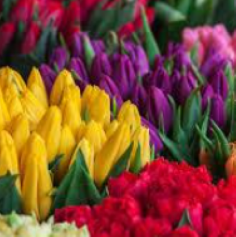 Tulip Bunches